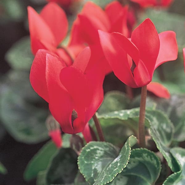 Vigoro 2 QT Cyclamen 'Sierra Synchro Scarlet' Red Annual Plant
