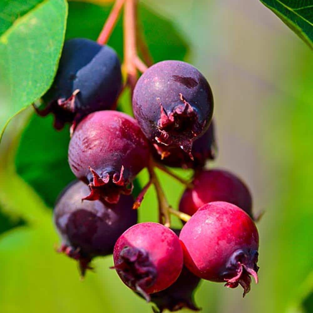 DIRECT GARDENING Saskatoon Blueberry Bush, Dormant Bare Root Fruit Bearing  Starter Plant (1-Pack) 69215 - The Home Depot