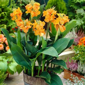 Red and Yellow Canna Picasso Bulbs (5-Pack)
