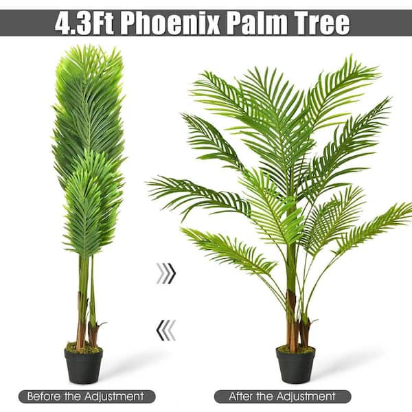 14 Foot Phoenix Palm Tree - Pipe Only - Base Not Included