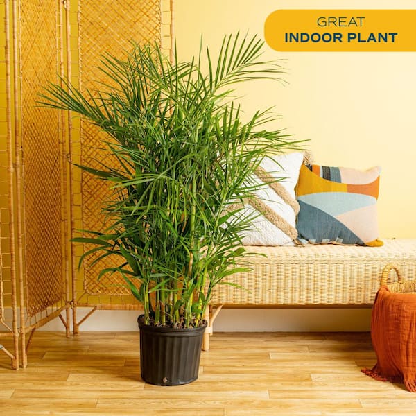 Costa Farms Bamboo Palm, Chamaedorea seifrizi Plant in 10 in. Grower's Pot, Avg. Shipping Height 3-4 ft. Tall