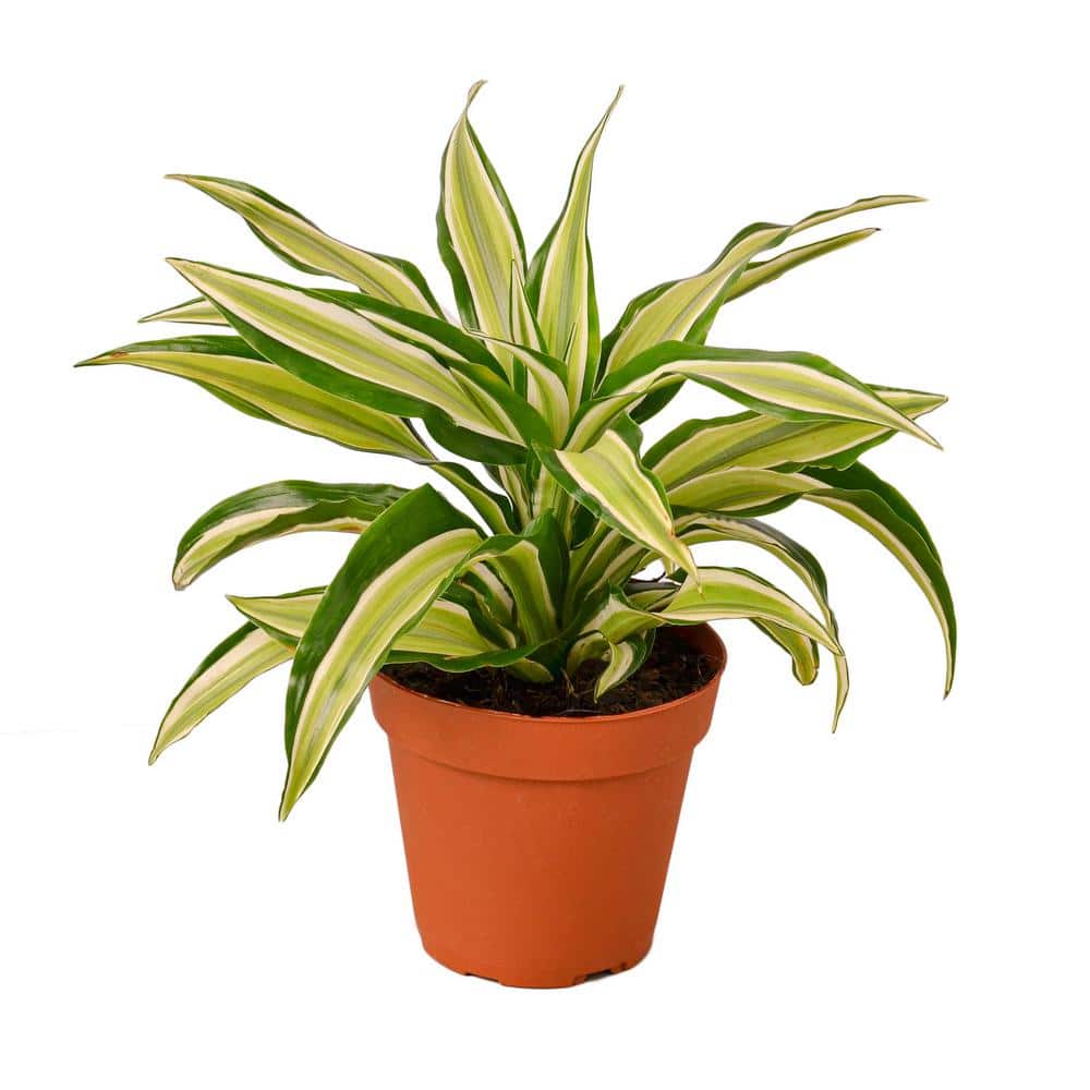 Malaika Dracaena Plant in 4 in. Grower Pot