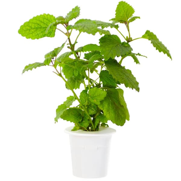 Click and Grow Lemon Balm Refill for Smart Herb Garden (3-Pack)