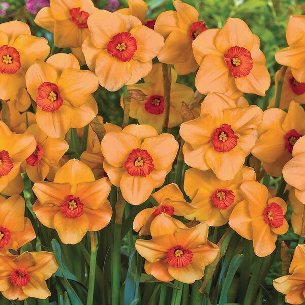 Van Bourgondien Altruist Small Cupped Daffodil Bulbs 25-Bulb