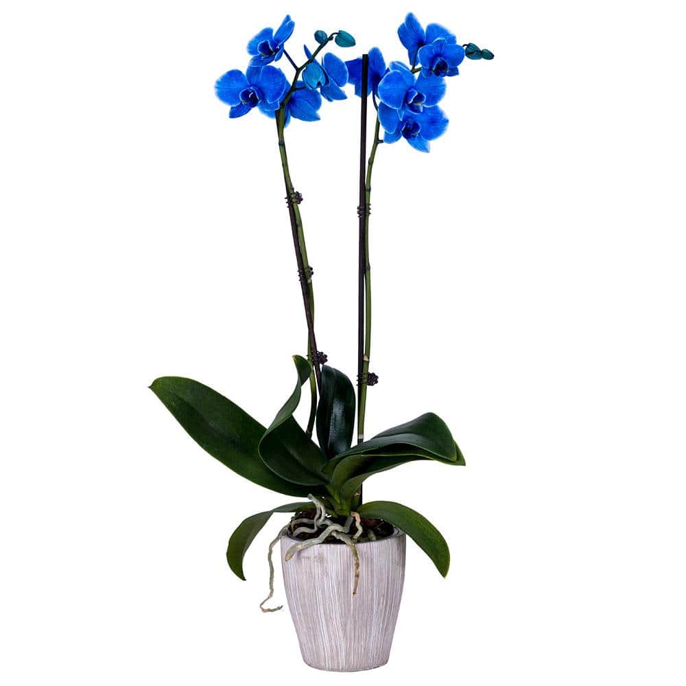 DecoBlooms 5 in. Orchid Blue in Container DB9059 - The Home Depot