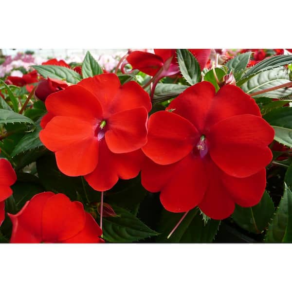 SunPatiens 18-Pack Compact Red SunPatiens Impatiens Outdoor Annual