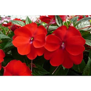 18-Pack Compact Red SunPatiens Impatiens Outdoor Annual Plant with Red Flowers in 2.75 In. Cell Grower's Tray
