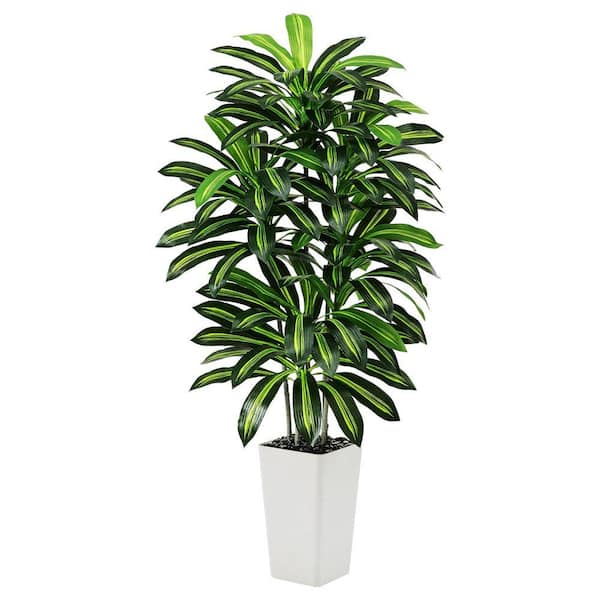 big philodendron Philodendron Mcdowell