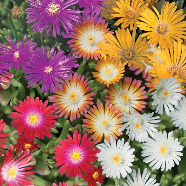 BELL NURSERY 1.15 Qt. Delosperma Ice Plant