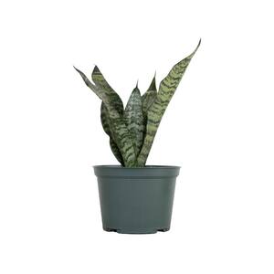 Sansevieria Zeylanica Live Indoor Snake Plant Shipped in 6 in. Grower Pot 14 in. - 22 in. Tall