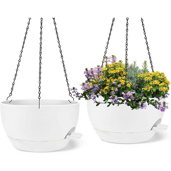 where can i purchase lavender plants Buena Vista English Lavender, Lavandula angustifolia main image 1