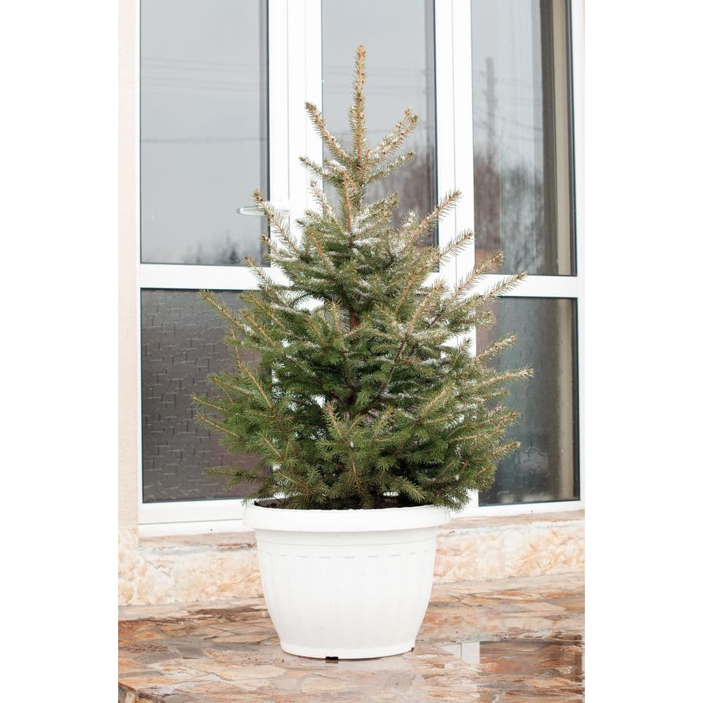 EGDF001 1 gal. Douglas Fir Evergreen Native Tree EGDF001