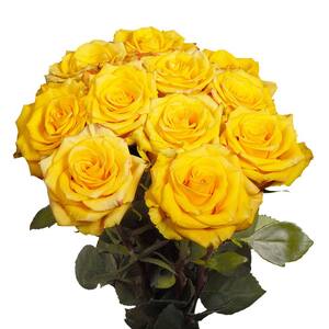 Globalrose 50 Stems of Yellow with a Touch of Red High and Yellow Roses ...