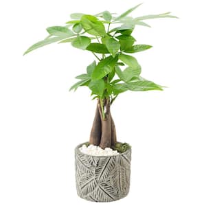4-1/2 in. Money Tree Tropico Leaf Gray Ceramic Planter