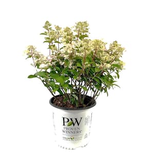 2 Gal. Little Quick Fire Hydrangea Live Shrub with Pink and White Flowers