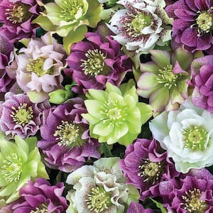 Double Flowering Lenten Rose Hellebore, Live Bareroot Perennial Plant, Mixed Colored Flowers (2-Pack)