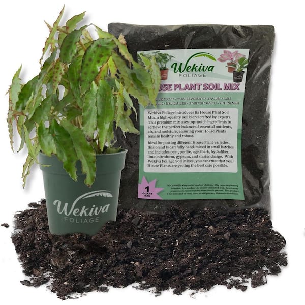 Wekiva Foliage Pink Spotted Begonia and Soil Mix Combo-Live Plant in a 4 in. Pot with 1 qt. HousePlant Soil Mix-Begonia Amphioxus