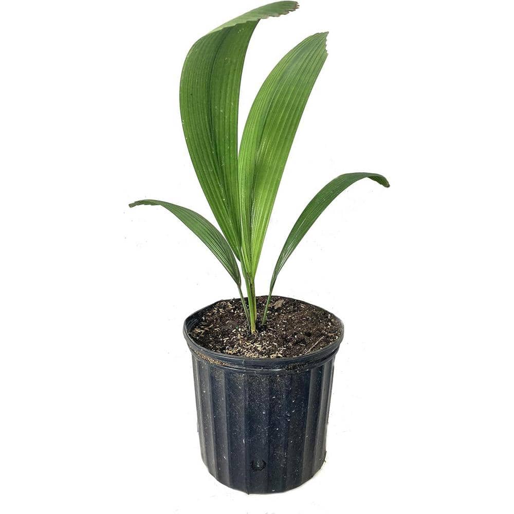 wekiva-foliage-palm-trees-