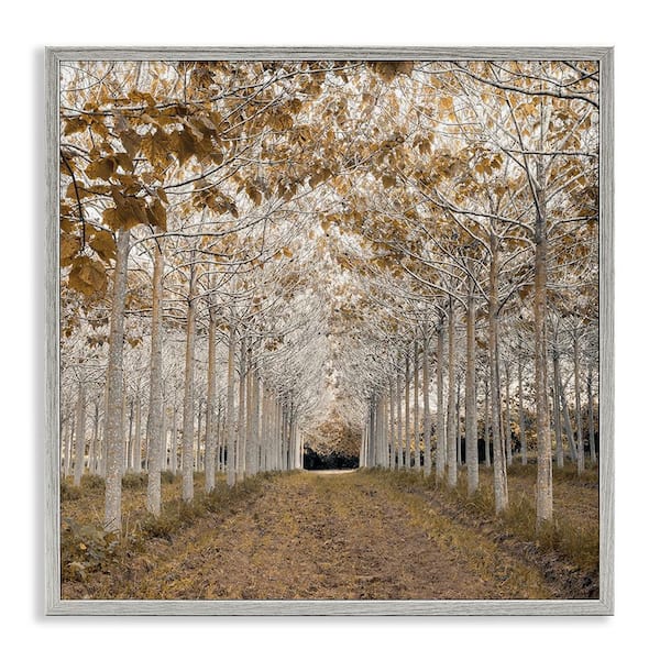 White Gold Birch Grove by Assaf Frank 1 Piece Gray Framed Nature Giclee Art Print 24 in. x 24 in.
