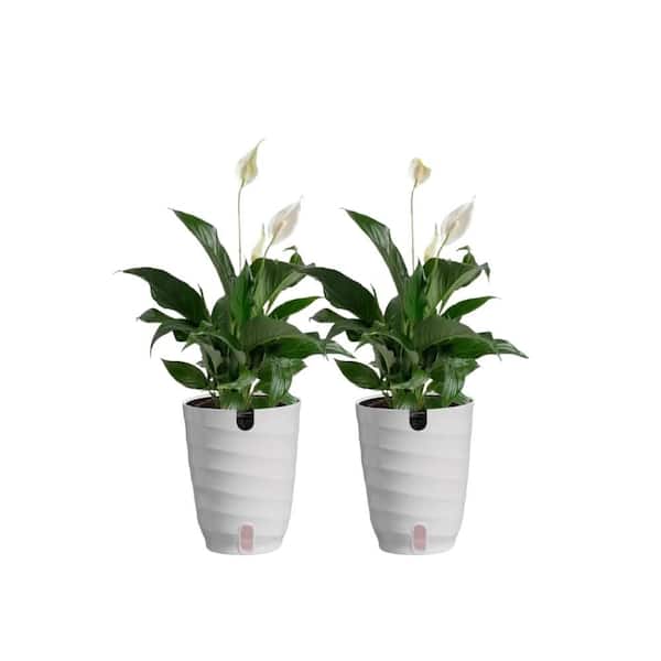Vigoro Peace Lily Indoor Plant in 6 in. White Ribbed Plastic Decor