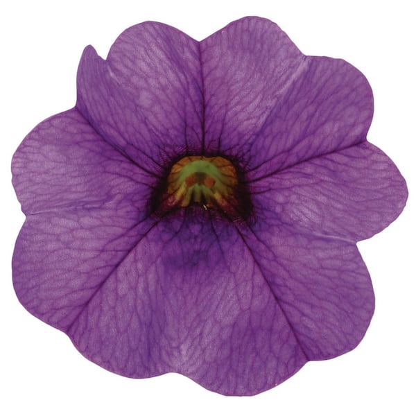 Proven Winners 4.25 in. Eco+ Grande Superbells Blue (Calibrachoa hybrid) Live Annual Plant with Blue Flowers 4-Pack