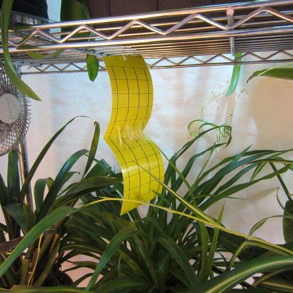 Viagrow Dual Sided Yellow Sticky Traps For Flying Plant Insects 5 Pack 25 Traps Vsft5 5 The Home Depot