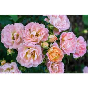 2 Gal. Peach Drift Rose Bush with Pink-Orange Flowers