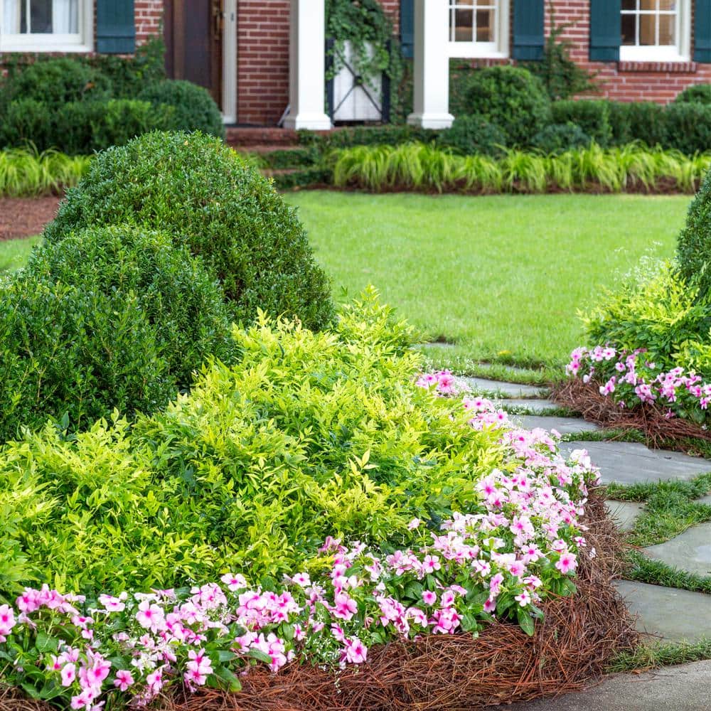 2 Gallon Lemon Lime Evergreen Nandina Shrub