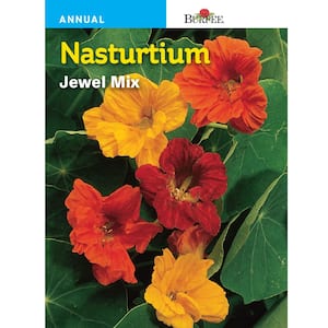 Nasturtium Jewel Mix Seed