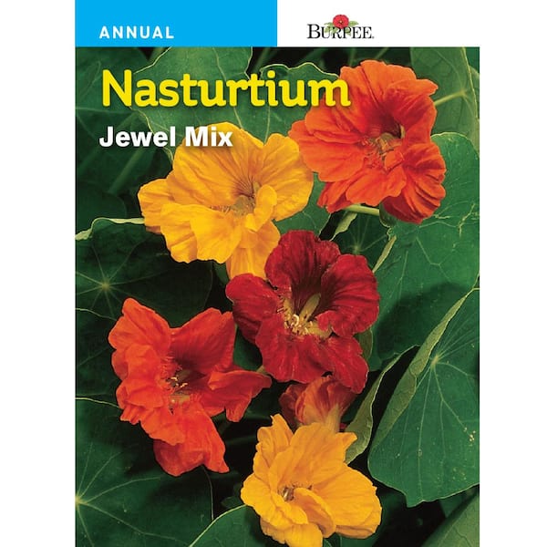 Burpee Nasturtium Jewel Mix Seed