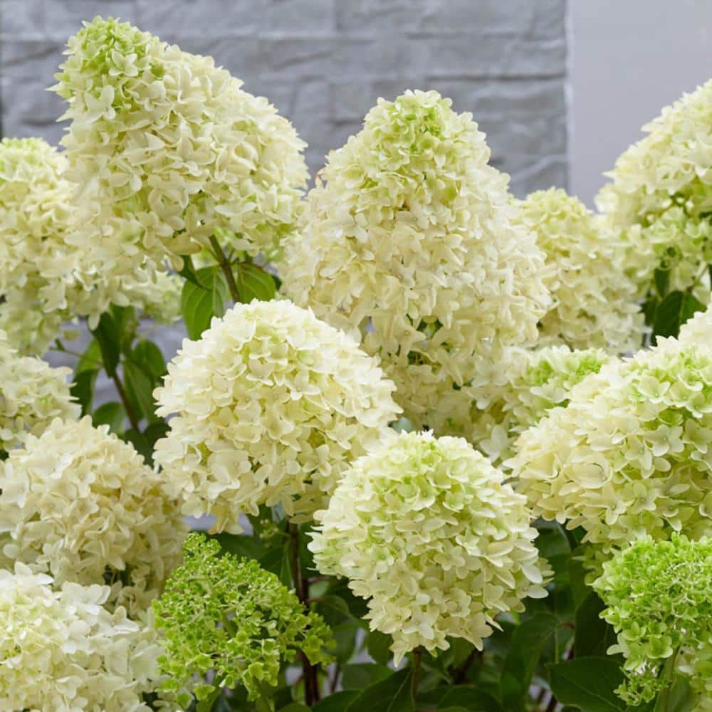 DIRECT GARDENING Skyfall Hydrangea Dormant Bare Root White