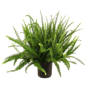 Kimberly Queen Indoor/Outdoor Fern in 8-3/4 in. Grower Pot, Avg. Shipping Height 1-2 ft. Tall