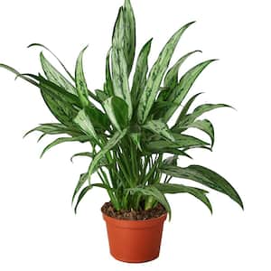 Cutlass Chinese Evergreen Aglaonema Plant in 6 in. Grower Pot