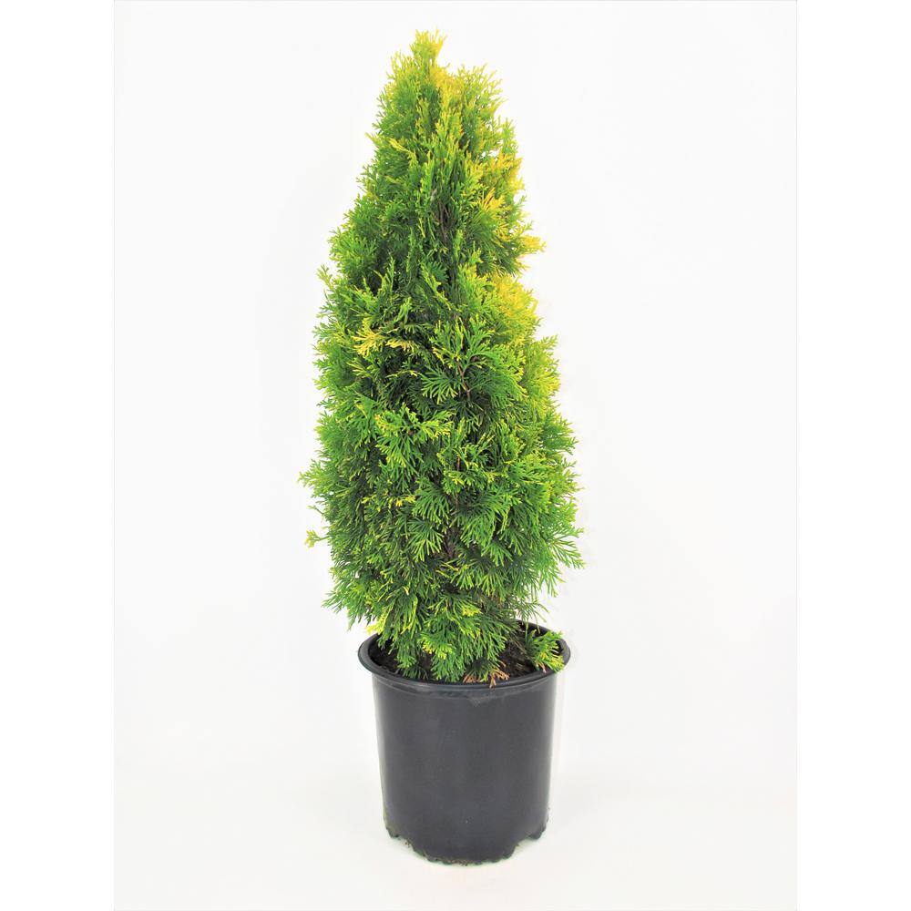 BELL NURSERY 3 Gal. Amber Gold Arborvitae (Thuja) Live Evergreen Shrub  THUJA3JAN1PK - The Home Depot