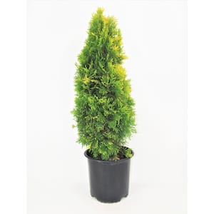 3 Gal. Amber Gold Arborvitae (Thuja) Live Evergreen Shrub