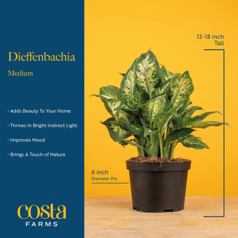 Large Dieffenbachia Dumb Cane in Brown Planter