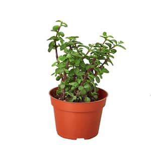 Elephant Bush' Succulent (Portulacaria afra) Plant 4 in. Grower Pot/Live Home and Garden Plant/Free Care Guide