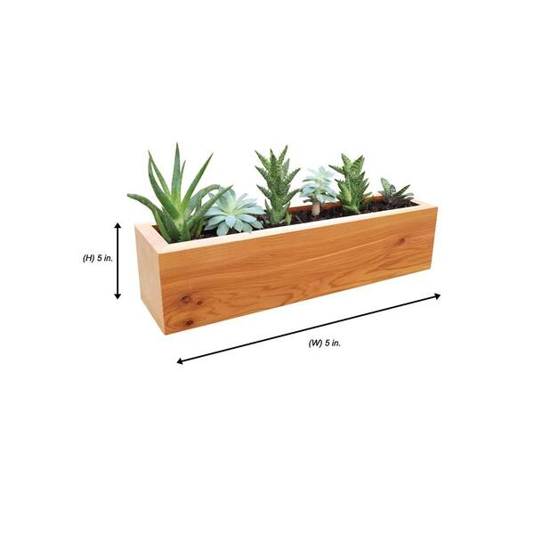 Succulent and Air Plant Holder 5 x 4