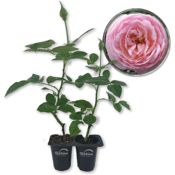 Wekiva Foliage Josephine Land Rose Bush 2-Live Starter Plants in 2
