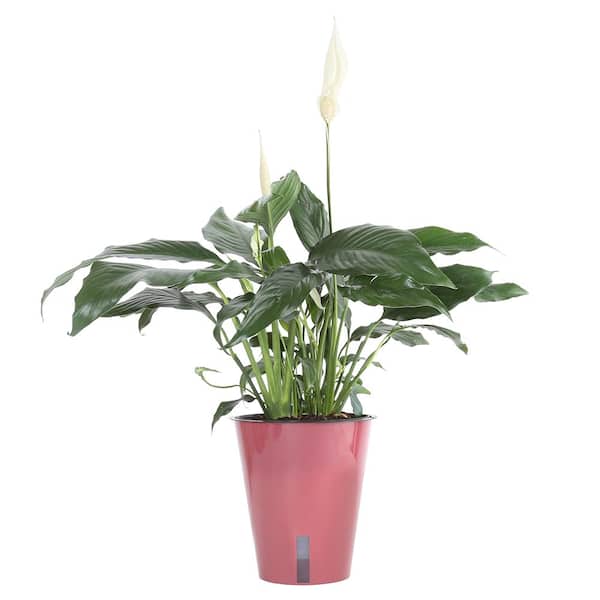 Costa Farms Spathiphyllum Plant in 6 in. Wick and Grow Pot SPAT6WW