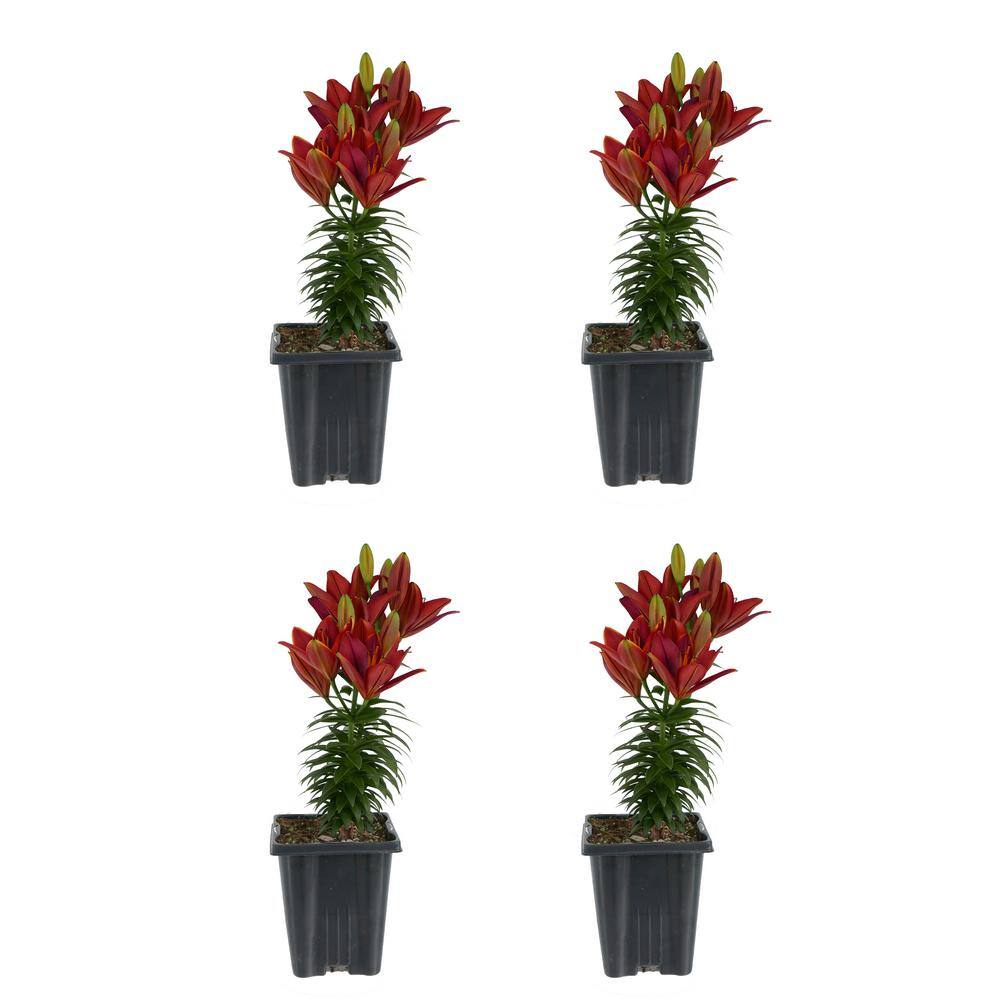 1.0 Qt. Perennial Asiatic Lily Red (4-Pack)