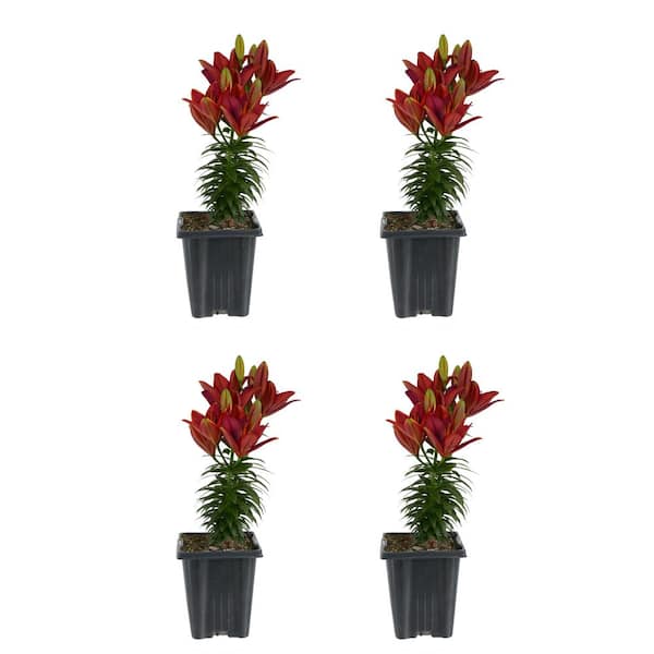 Unbranded 1.0 Qt. Perennial Asiatic Lily Red (4-Pack)