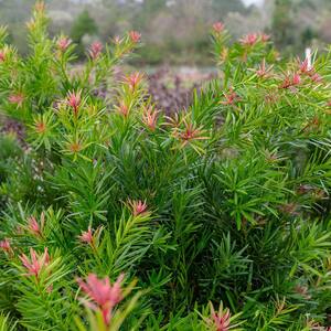 2 Gal. Mood Ring Podocarpus Yew Evergreen Shrub with Bronze Pink New Growth