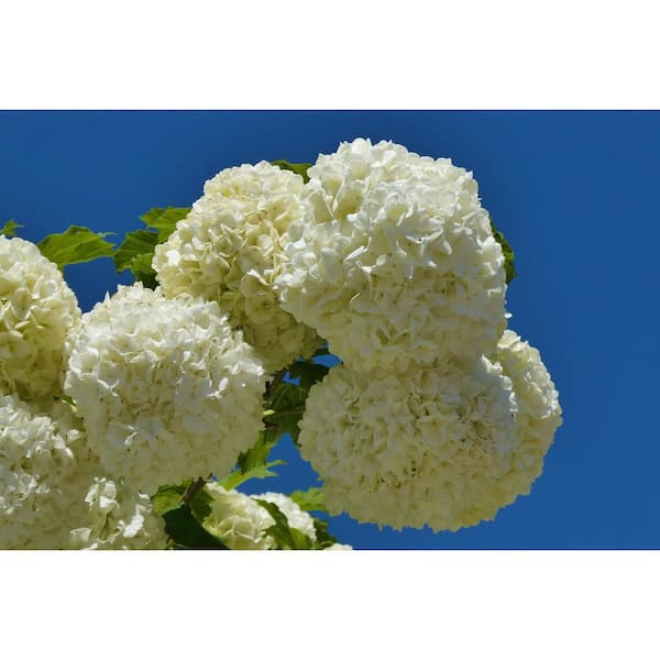 Online Orchards 1 Gal. Snowball Viburnum Shrub Pure White Florets Bloom in Perfect Snowball Shaped Globes Deer Resistant