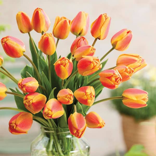 専用ページ　TULIP様 VAN ZYVERDEN Tulips Apeldoorns's Elite (Set of 12) Bulbs 88033