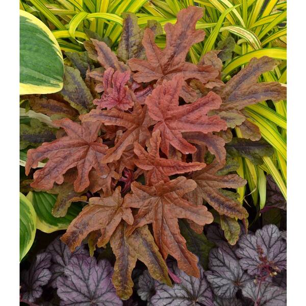 PROVEN WINNERS 4.5 in. qt. Fun and Games Red Rover Foamy Bells (Heucherella) Live Plant, Copper Red Foliage