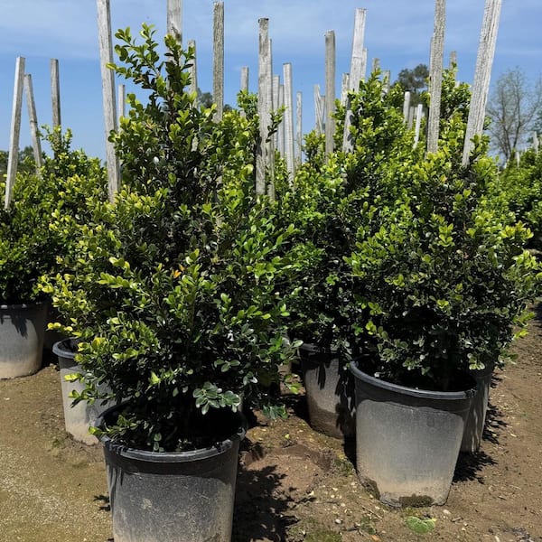 Alder & Oak 5-Container Buxus 'Green Beauty' Non Flowering Shrub