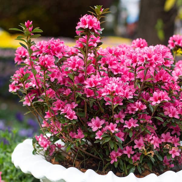 national PLANT NETWORK 2.5 Quart Azalea 'Rene Michelle' Flowering