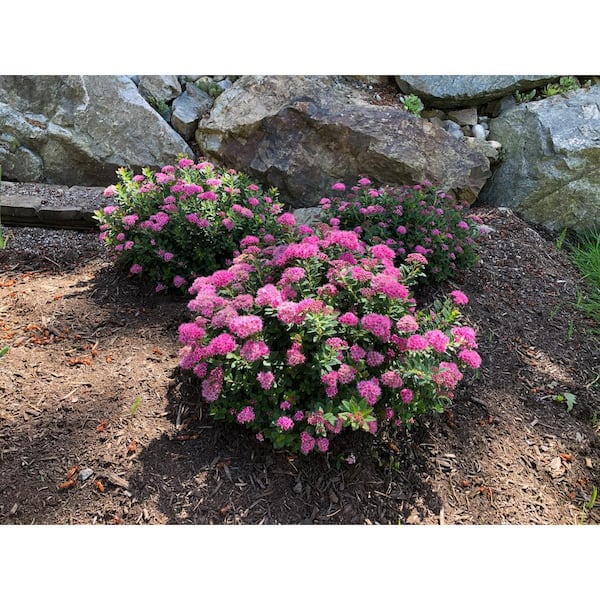 BLOOMIN' EASY Jumbo Pint Poprocks Petite Spirea (Spiraea) Live