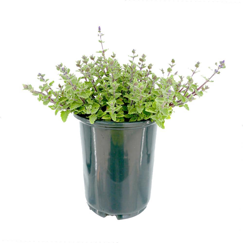 2.5 QT Perennial Plant Nepeta f. Kit Kat, (1-Pack)